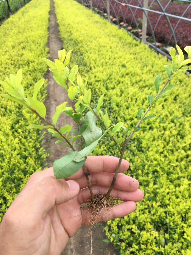 金叶水蜡杯苗开原金叶水蜡扦插小苗3-8分枝绿篱