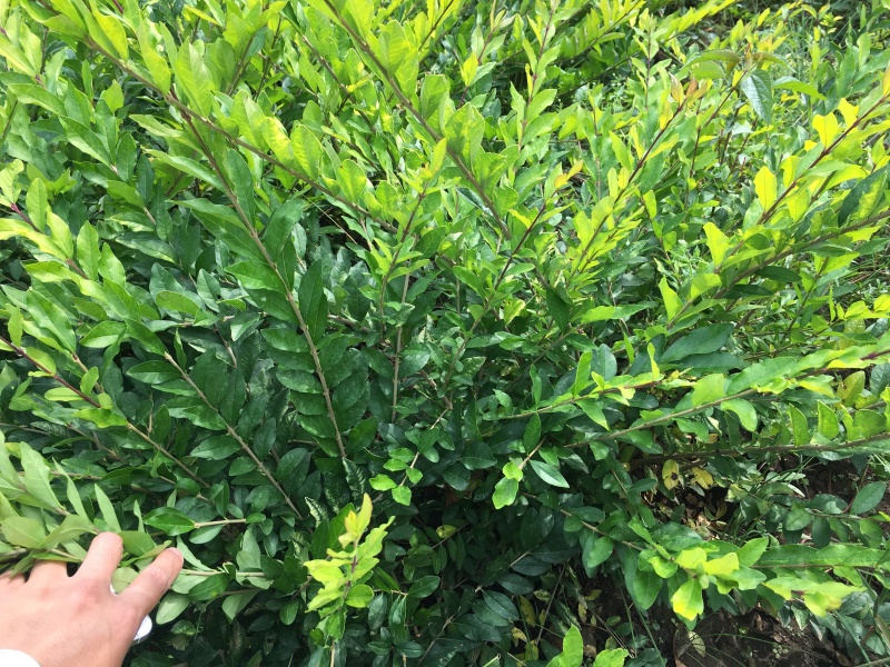 金叶水蜡杯苗开原金叶水蜡扦插小苗3-8分枝绿篱
