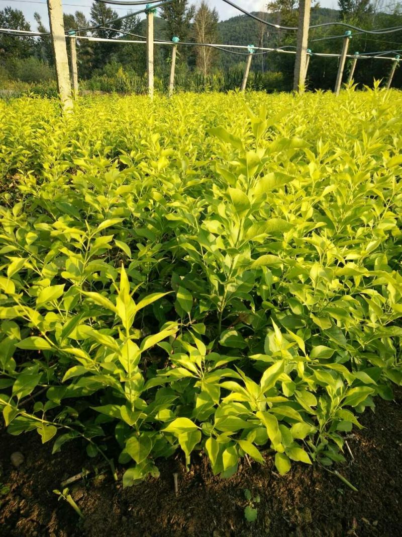 批发金叶卫矛小苗丛生金叶卫矛容器杯苗金叶卫矛