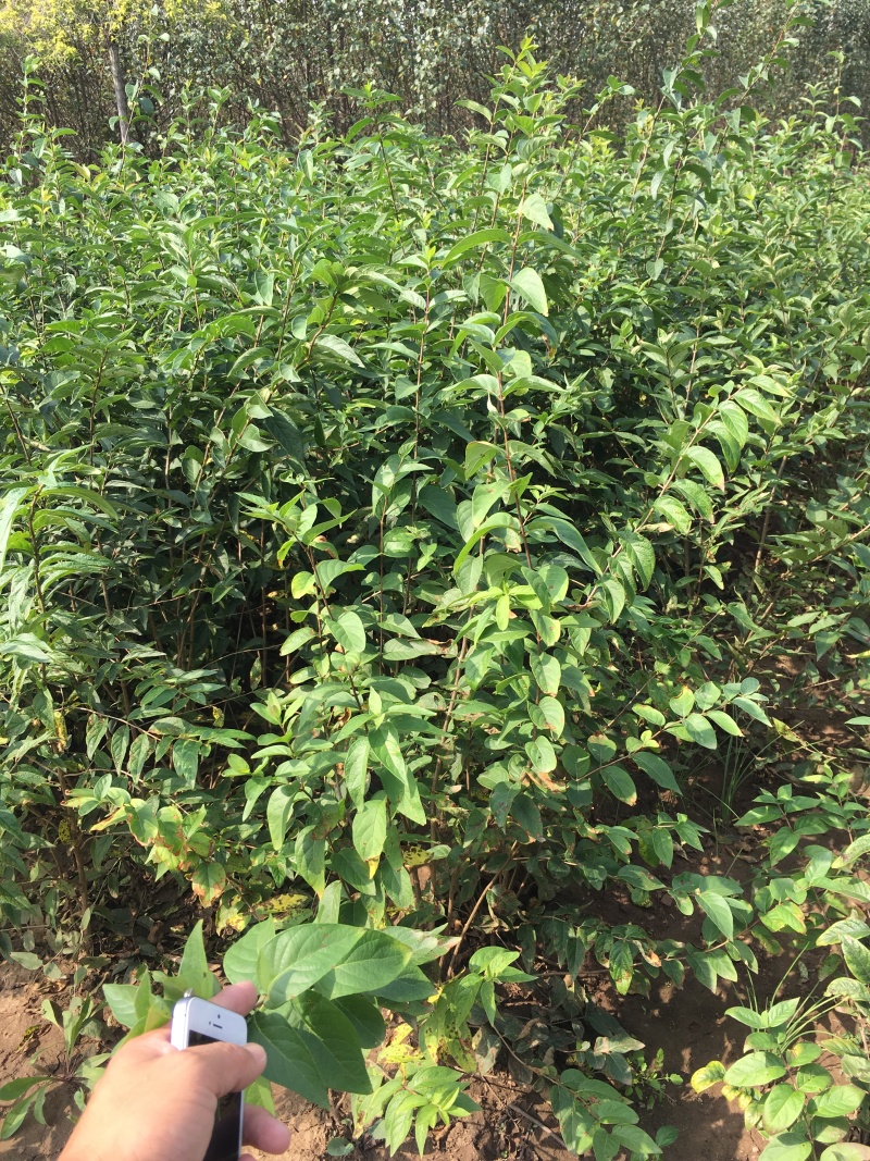 金银忍冬开原金银忍冬小苗丛生墩忍冬工程苗金银木杯苗