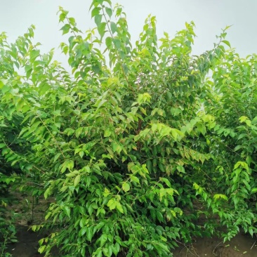 金银忍冬开原金银忍冬小苗丛生墩忍冬工程苗金银木杯苗