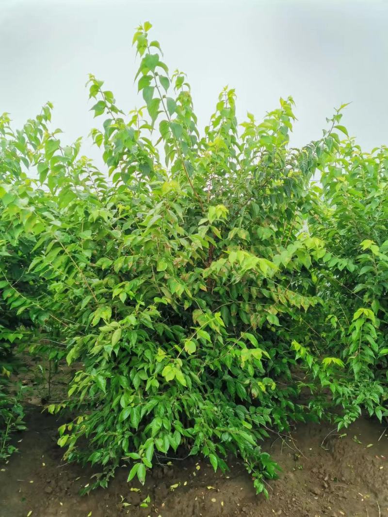金银忍冬开原金银忍冬小苗丛生墩忍冬工程苗金银木杯苗