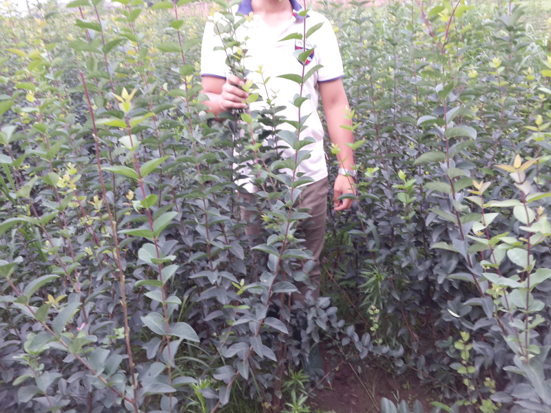 蓝叶忍冬工程苗4-8分枝蓝叶忍冬扦插苗容器杯苗