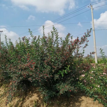 蓝叶忍冬工程苗4-8分枝蓝叶忍冬扦插苗容器杯苗