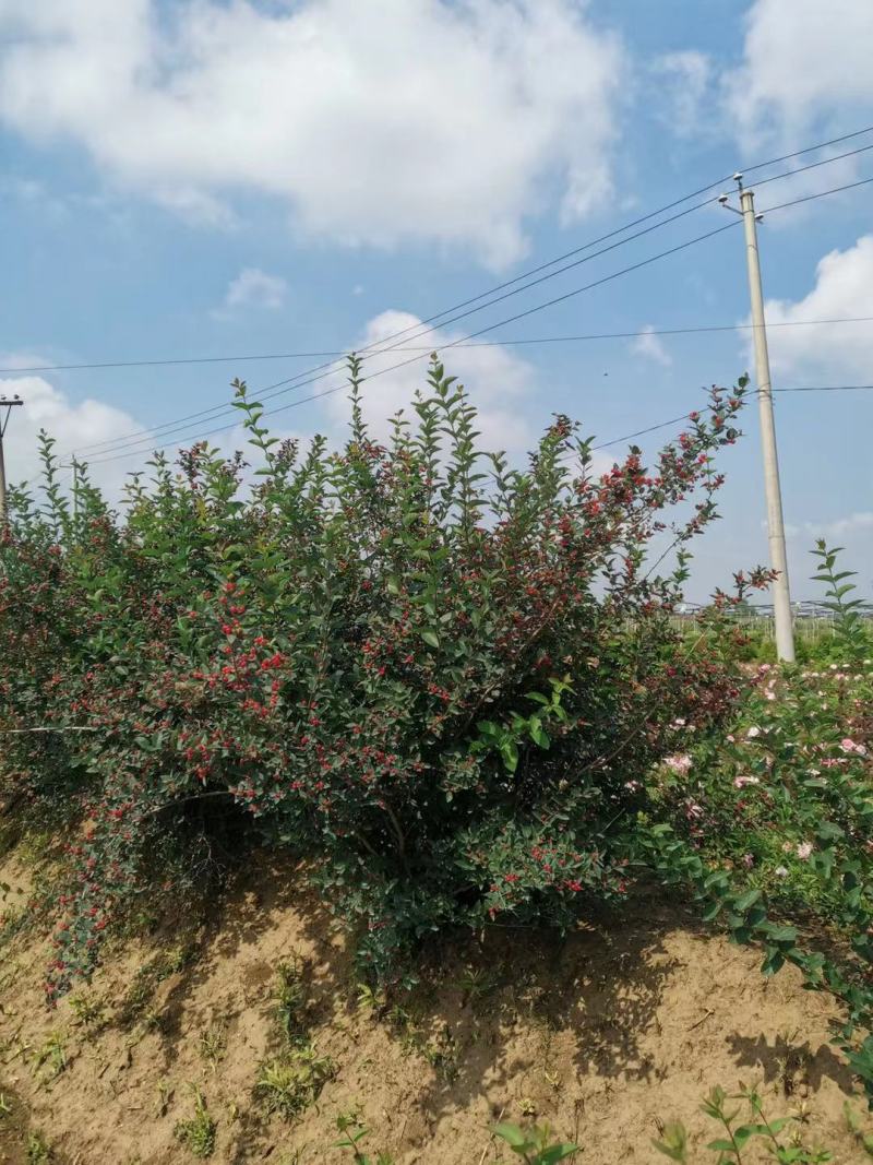 蓝叶忍冬工程苗4-8分枝蓝叶忍冬扦插苗容器杯苗