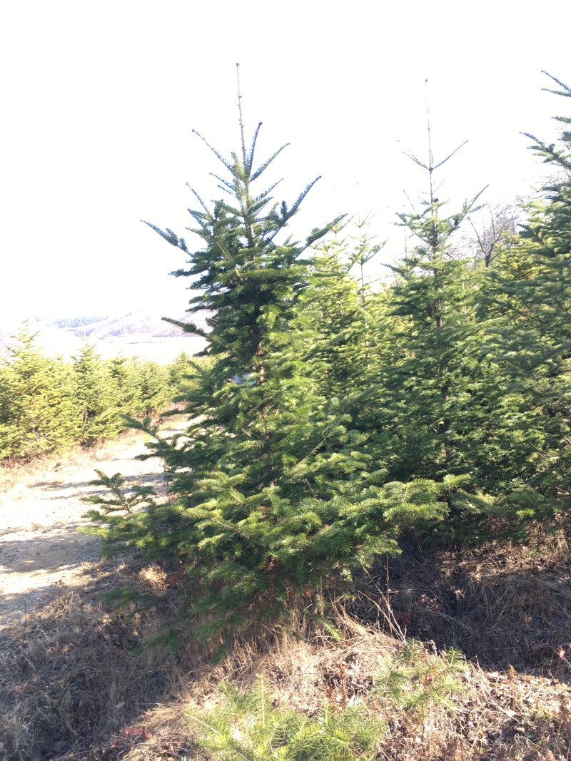 批发冷杉2-6米辽东冷杉小苗东北冷杉容器杯苗