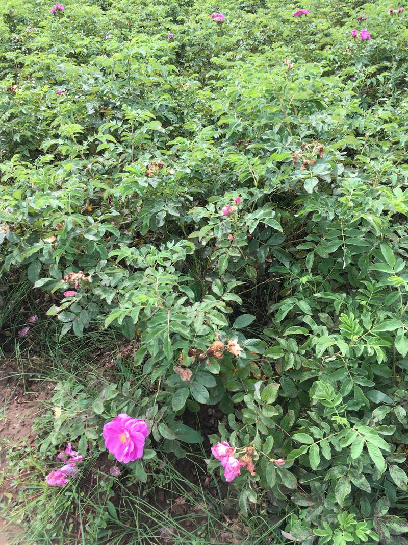 冷香玫瑰扦插小苗容器杯苗冷香玫瑰3-8分枝绿篱苗