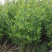 柳叶绣线菊开原柳叶绣线菊小苗工程苗4-8分枝