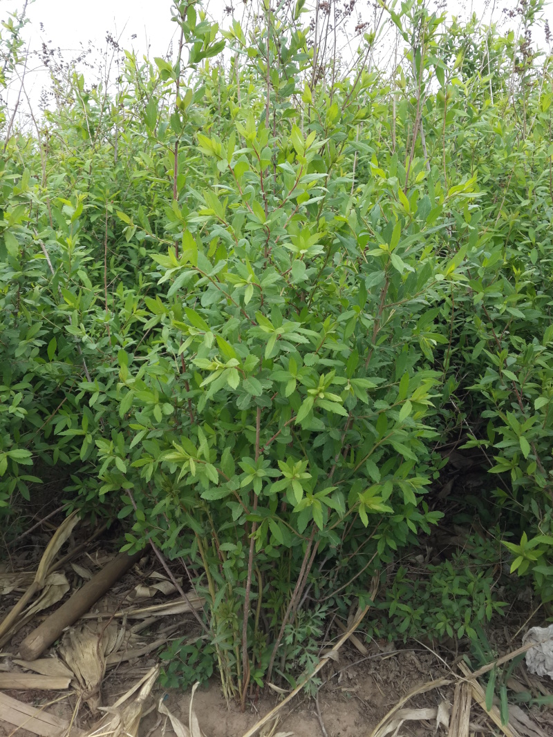 柳叶绣线菊开原柳叶绣线菊小苗工程苗4-8分枝