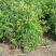 柳叶绣线菊开原柳叶绣线菊小苗工程苗4-8分枝