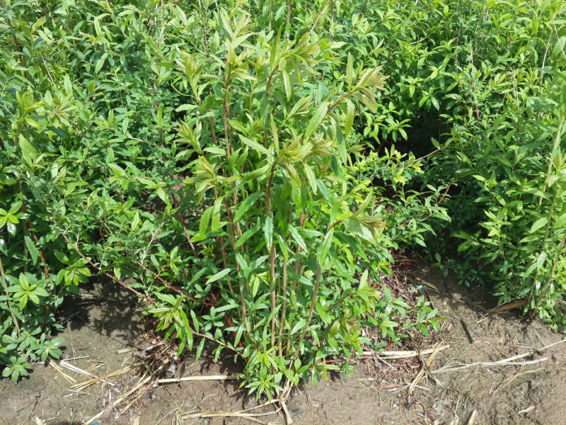 柳叶绣线菊开原柳叶绣线菊小苗工程苗4-8分枝