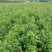 柳叶绣线菊开原柳叶绣线菊小苗工程苗4-8分枝
