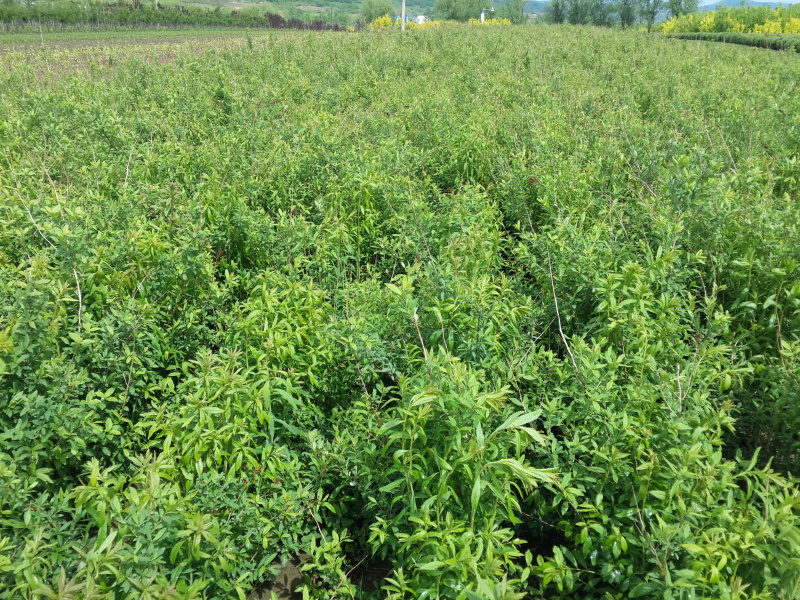 柳叶绣线菊开原柳叶绣线菊小苗工程苗4-8分枝