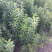 柳叶绣线菊开原柳叶绣线菊小苗工程苗4-8分枝