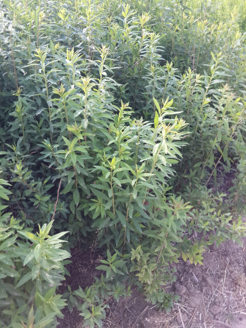 柳叶绣线菊开原柳叶绣线菊小苗工程苗4-8分枝
