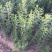 柳叶绣线菊开原柳叶绣线菊小苗工程苗4-8分枝