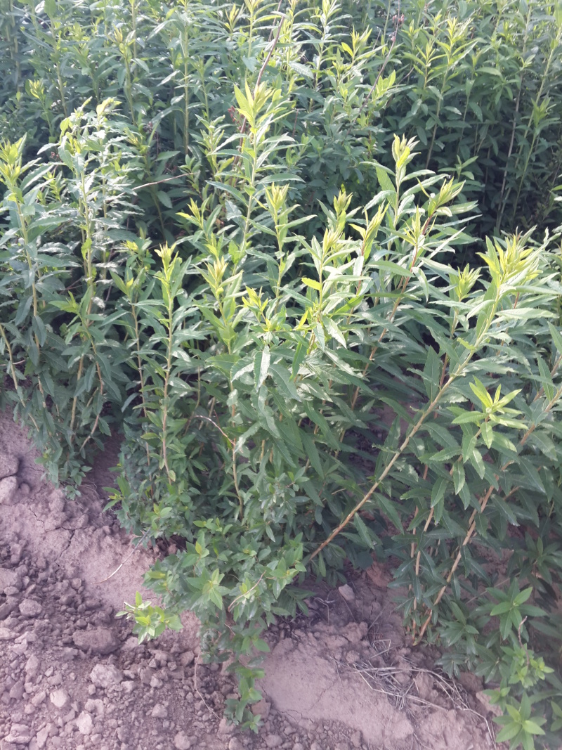 柳叶绣线菊开原柳叶绣线菊小苗工程苗4-8分枝