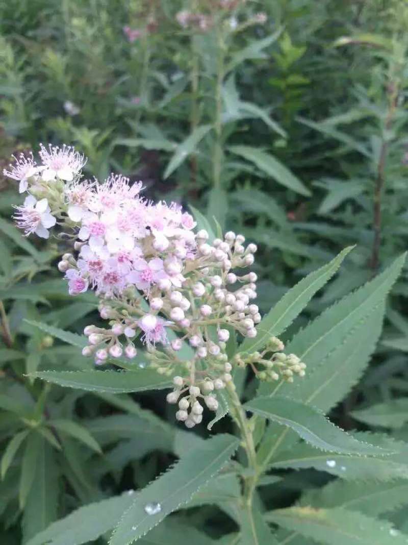 柳叶绣线菊开原柳叶绣线菊小苗工程苗4-8分枝