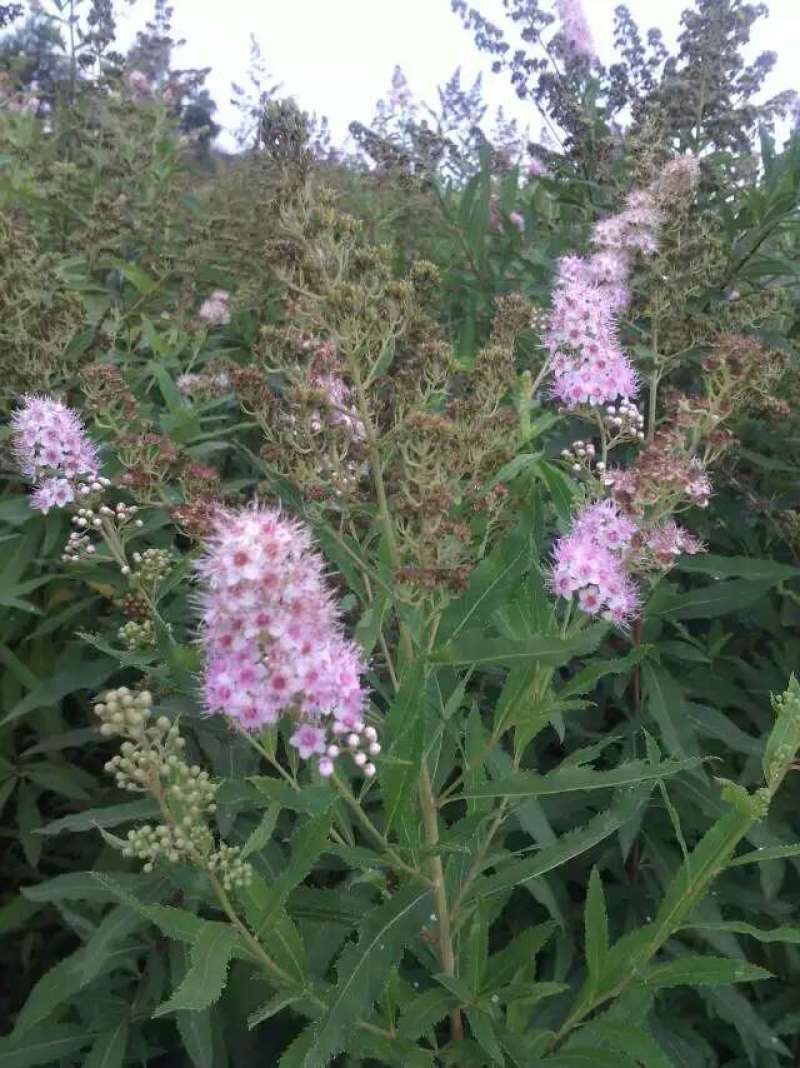 柳叶绣线菊开原柳叶绣线菊小苗工程苗4-8分枝