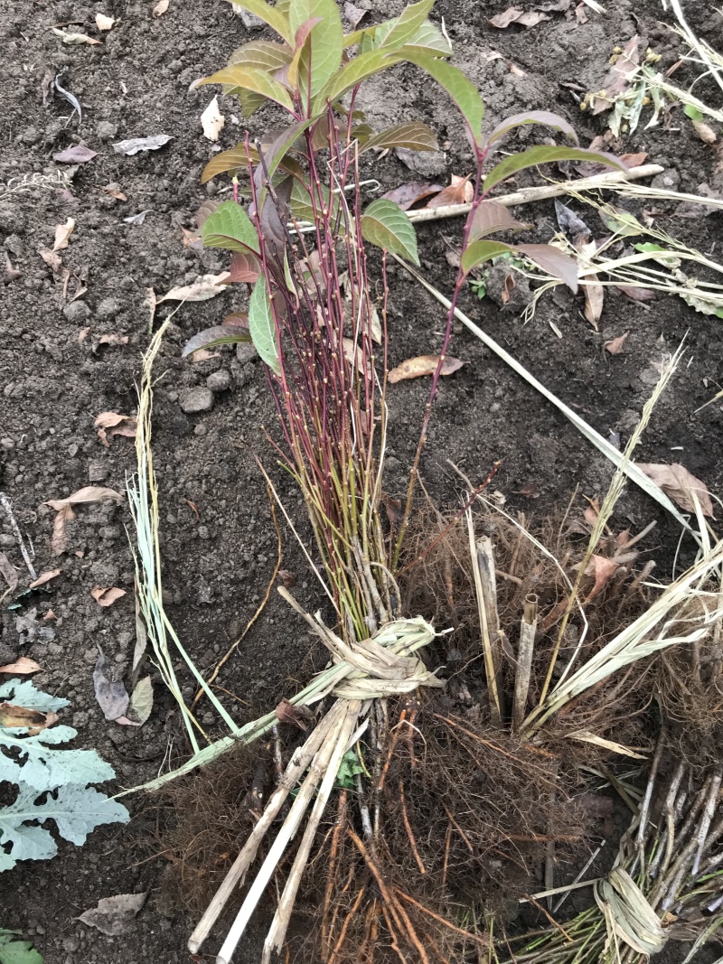 红花麦李白花麦李工程苗4-10分枝麦李扦插小苗杯苗