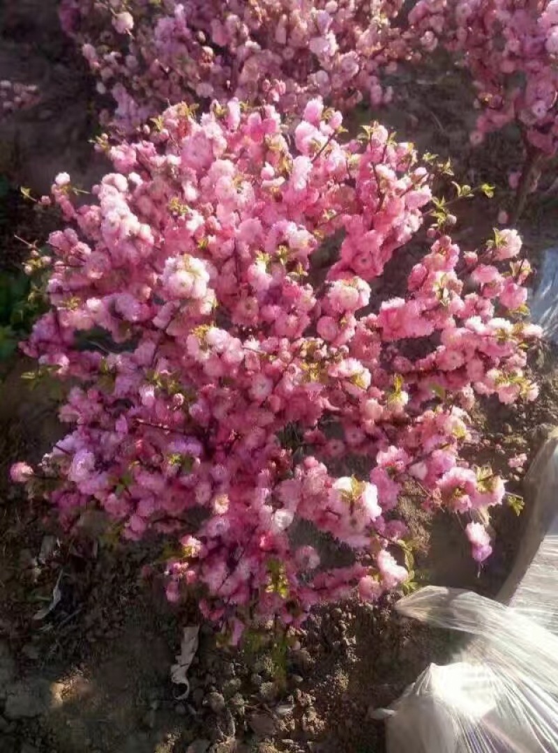 红花麦李白花麦李工程苗4-10分枝麦李扦插小苗杯苗