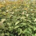 红花麦李白花麦李工程苗4-10分枝麦李扦插小苗杯苗