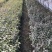 红花麦李白花麦李工程苗4-10分枝麦李扦插小苗杯苗