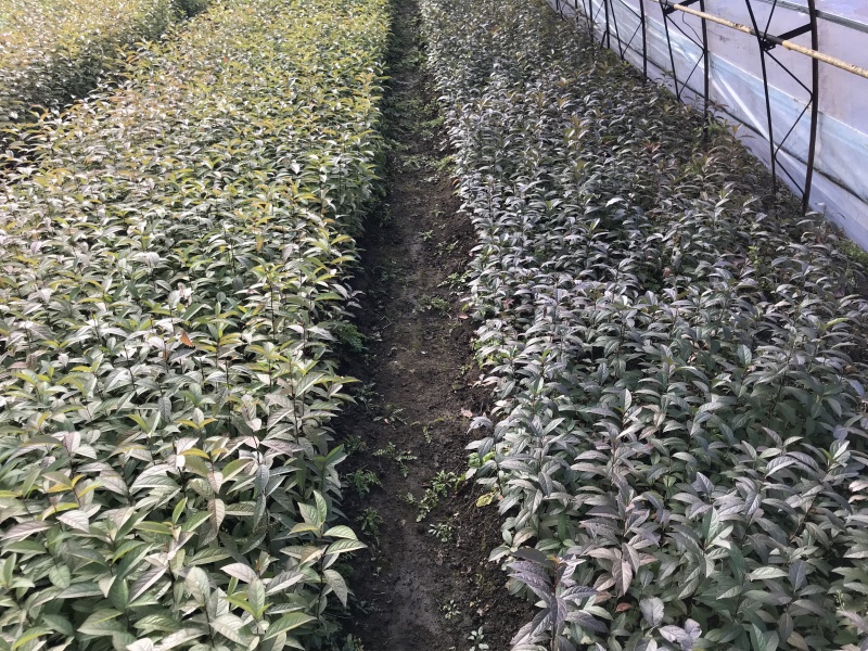 红花麦李白花麦李工程苗4-10分枝麦李扦插小苗杯苗