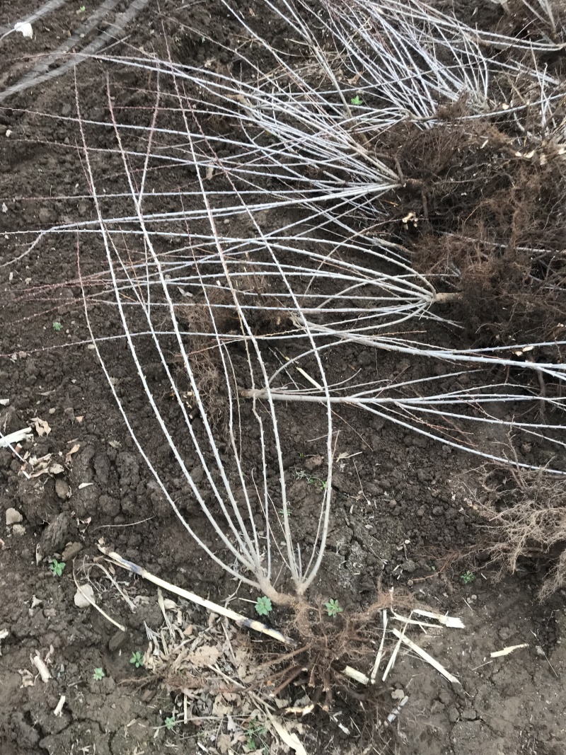 红花麦李白花麦李工程苗4-10分枝麦李扦插小苗杯苗