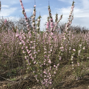 红花麦李白花麦李工程苗4-10分枝麦李扦插小苗杯苗