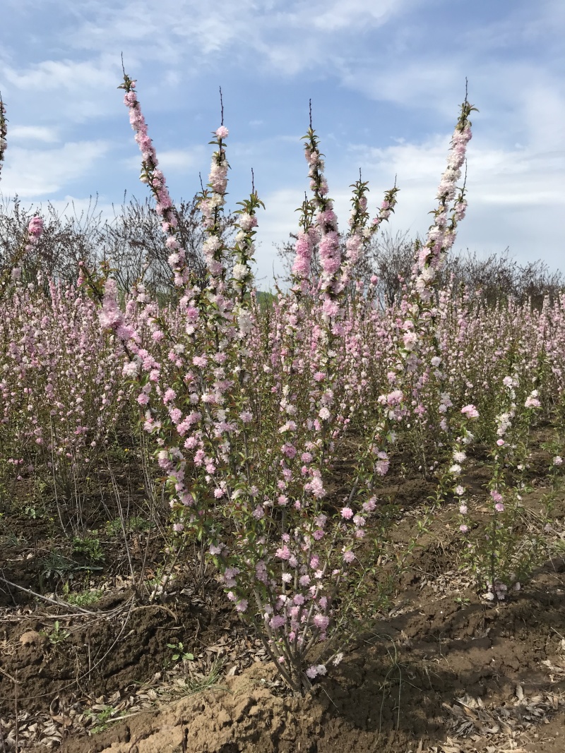 红花麦李白花麦李工程苗4-10分枝麦李扦插小苗杯苗
