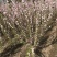 红花麦李白花麦李工程苗4-10分枝麦李扦插小苗杯苗