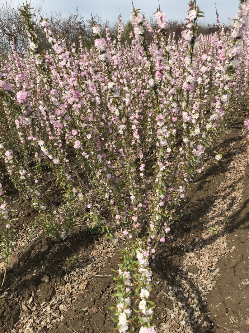红花麦李白花麦李工程苗4-10分枝麦李扦插小苗杯苗