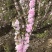 红花麦李白花麦李工程苗4-10分枝麦李扦插小苗杯苗