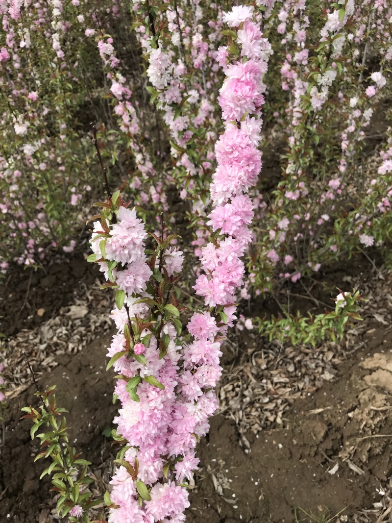 红花麦李白花麦李工程苗4-10分枝麦李扦插小苗杯苗