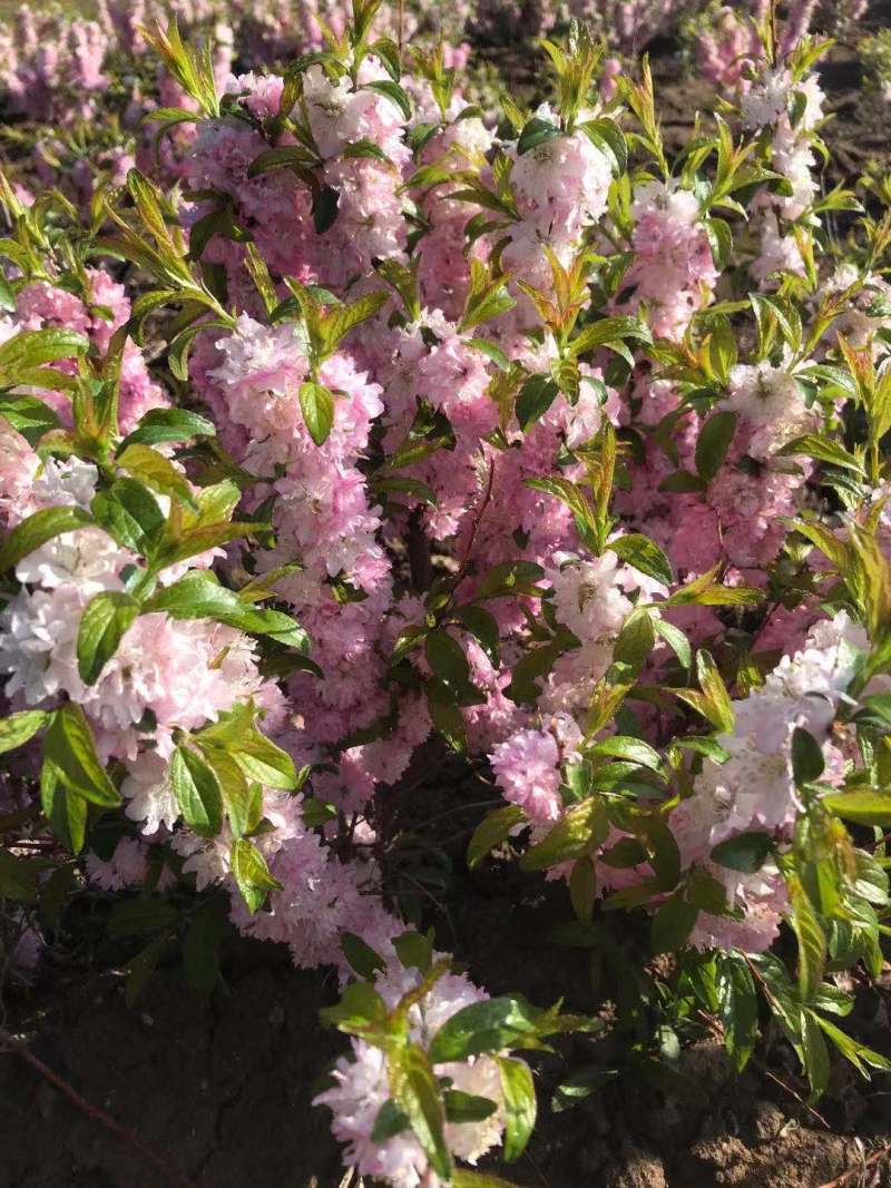 红花麦李白花麦李工程苗4-10分枝麦李扦插小苗杯苗