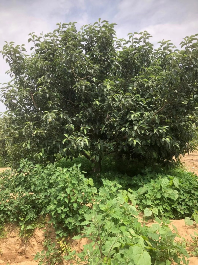 苹果树寒富苹果树8-20公分小区造园果树规格全