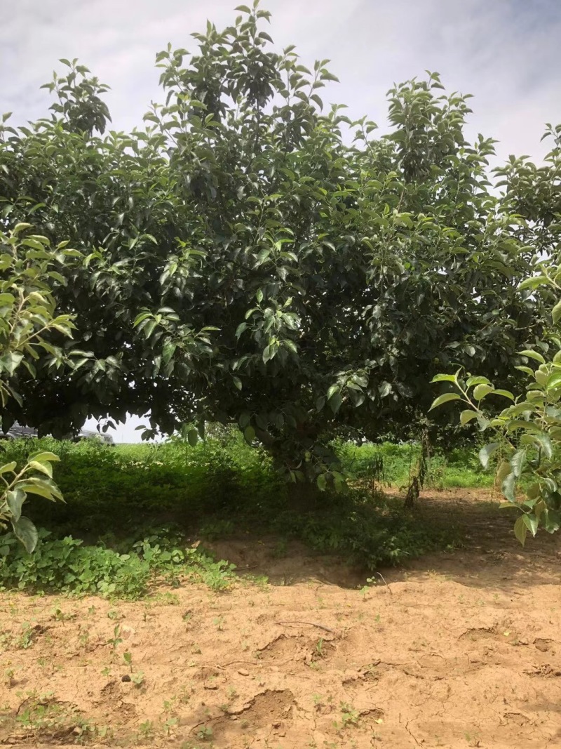 苹果树寒富苹果树8-20公分小区造园果树规格全