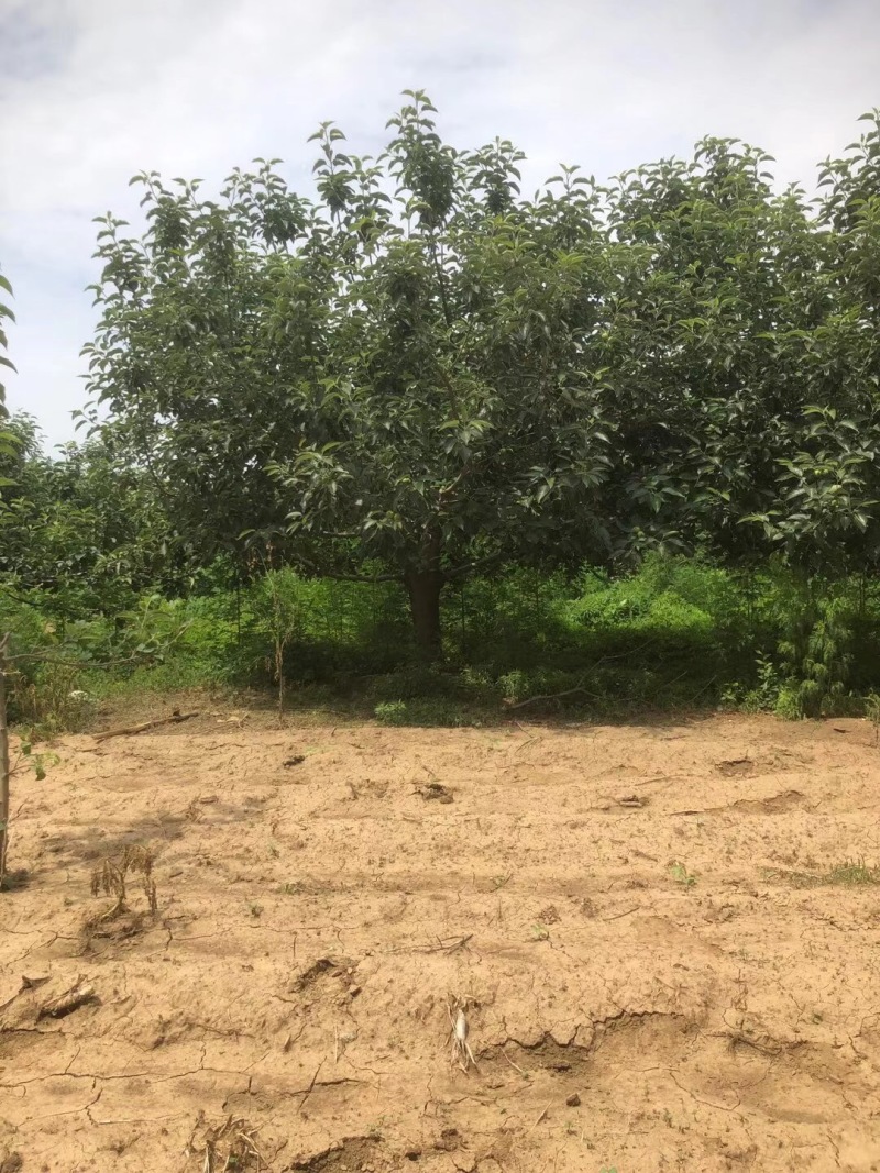 苹果树寒富苹果树8-20公分小区造园果树规格全