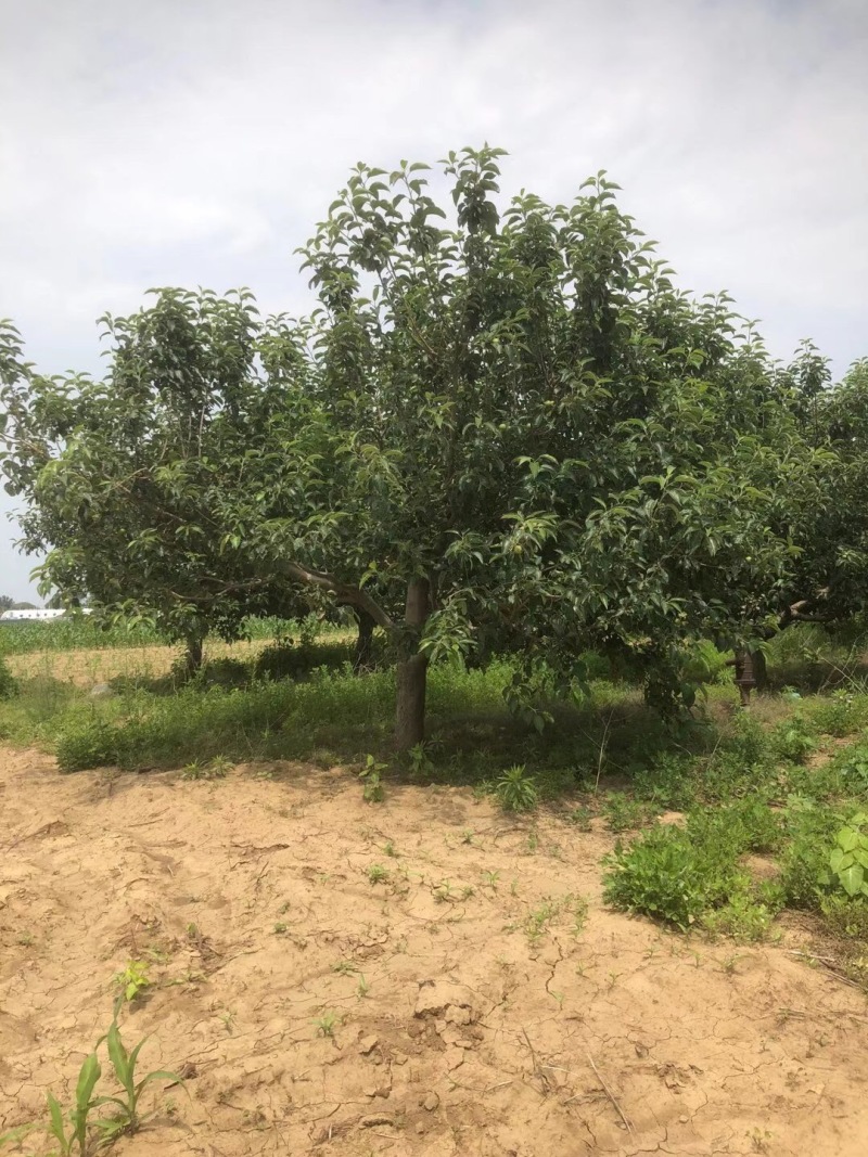苹果树寒富苹果树8-20公分小区造园果树规格全