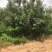 苹果树寒富苹果树8-20公分小区造园果树规格全