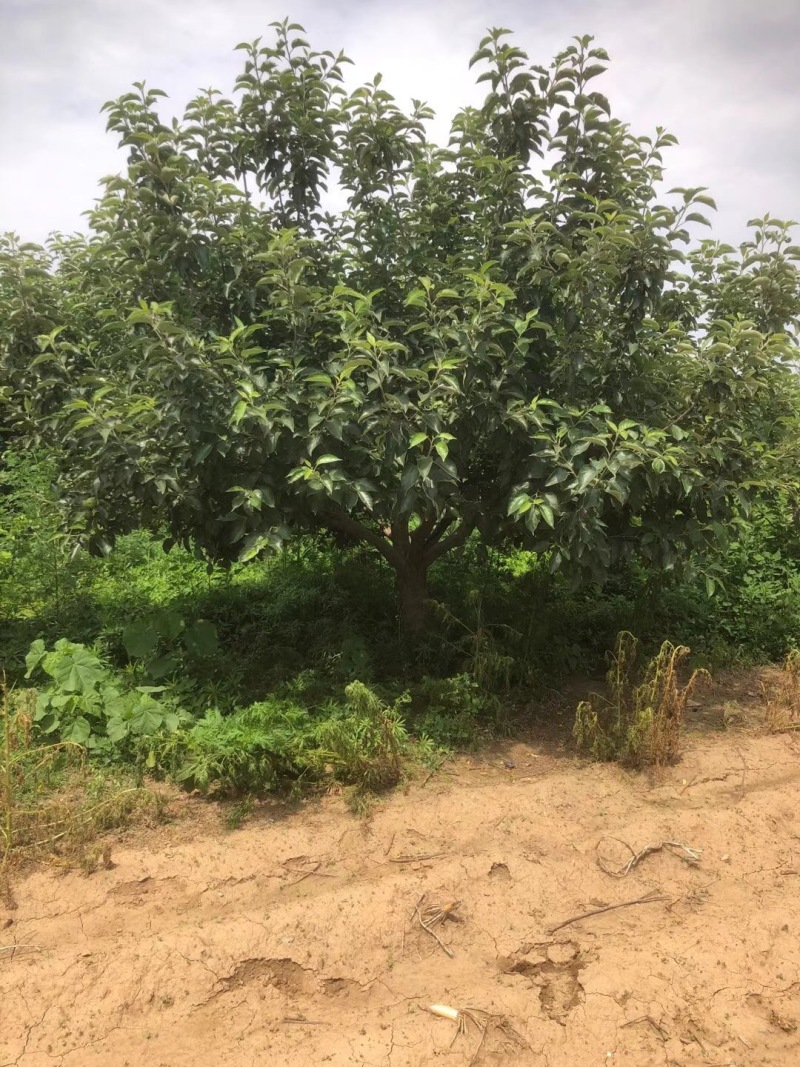 苹果树寒富苹果树8-20公分小区造园果树规格全