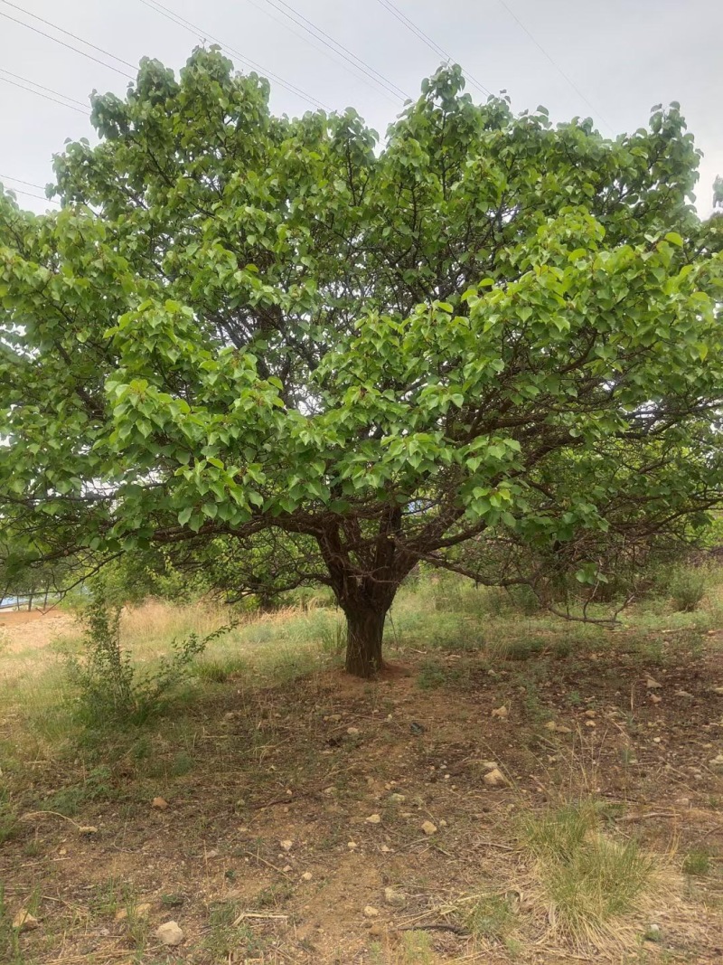 苹果树寒富苹果树8-20公分小区造园果树规格全