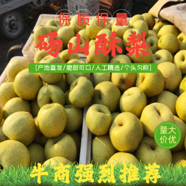 砀山酥梨产地直销皮薄汁多甜度高欢迎咨询订购
