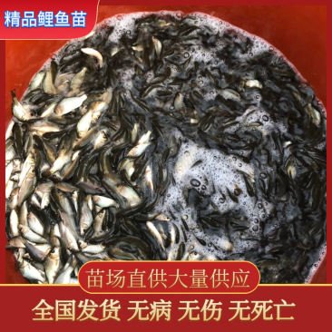 【荐】金沙鲈鲤花鱼鱼苗和成鱼体格健壮渔场批发全国供应