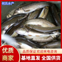 【荐】细鳞鱼裂腹鱼河阳鱼全国发货提供技术支持
