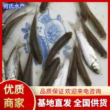 【荐】青波鱼苗体格健壮规格整齐鱼场直销提供技术支持