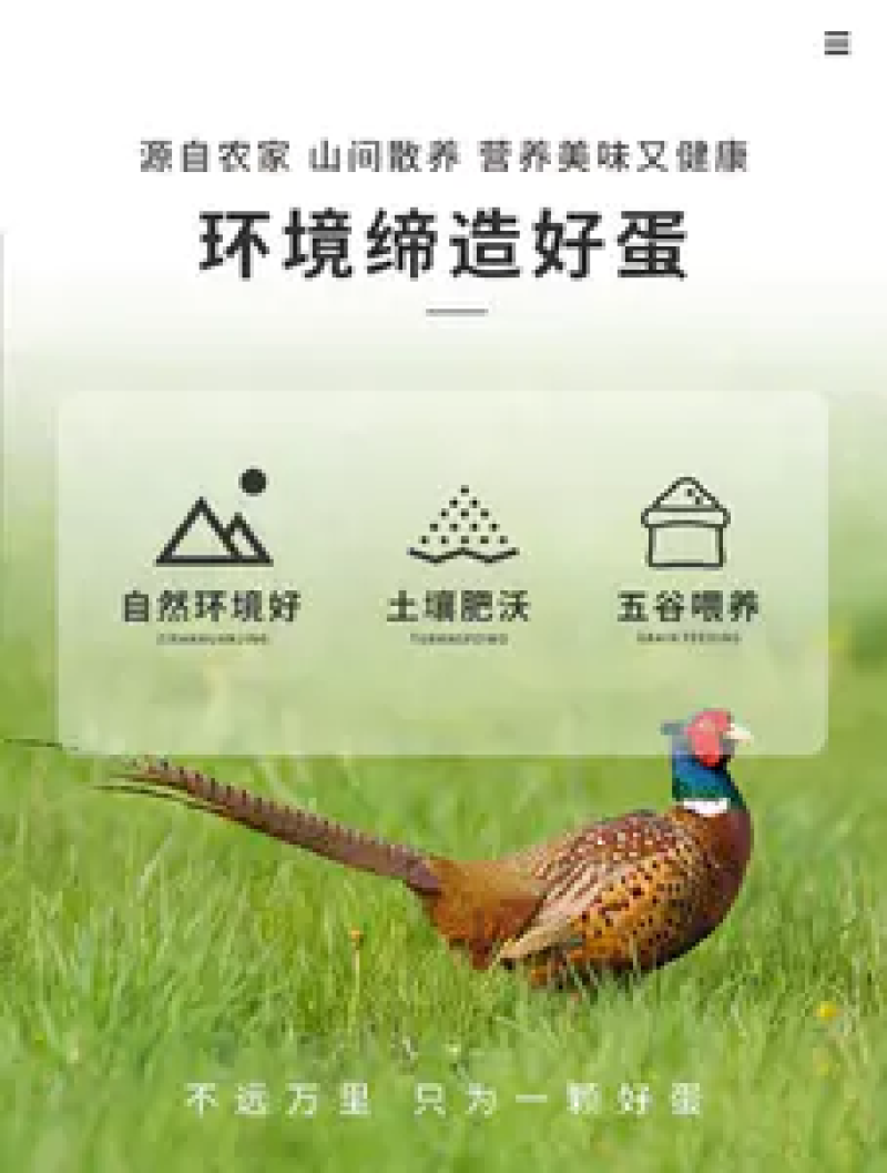 山东野鸡蛋一箱60和1008枚，欢迎选购，农户直发