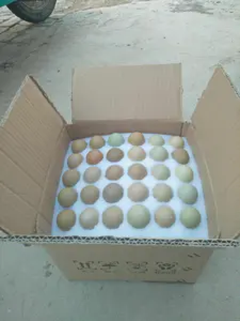 山东野鸡蛋一箱60和1008枚，欢迎选购，农户直发