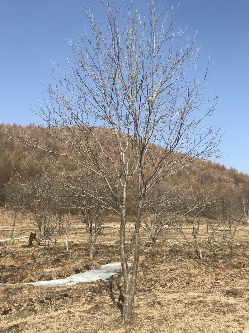 山槐10-15公分丛生山槐树5-8分枝东北山槐树